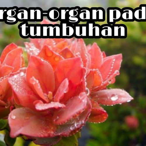 Organ-Organ Pada Tumbuhan